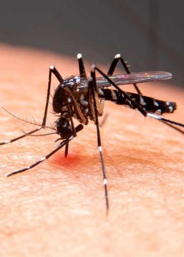 Balbinos registra a primeira morte por dengue no centro-oeste paulista em 2026
